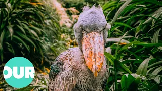 Weirdest Bird on Planet Earth: The Giant Shoebill | Our World