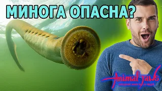 Should I be afraid of a lamprey attack?