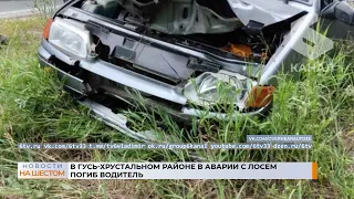 В Гусь-Хрустальном районе в аварии с лосем погиб водитель