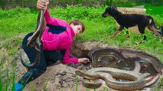 60 Busy Days Harvesting Crops Go to Market to Sell - Defend Farm From SNAKE Attack, Spring Crop Care