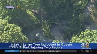 Large Tree Uprooted In Queens Park, Injuring Two People