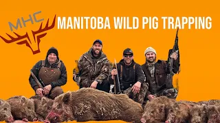 MHC - Manitoba Wild Pig Trapping