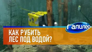 Галилео 🪓 Как рубить лес под водой?