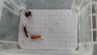 Epic Ant Battle Royale Эпичная королевская битва  муравьёв 30.10.2022