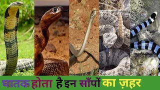 दुनिया के 10 सबसे जहरीले सांप। World's 10 most venomous snakes.