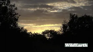 WildEarth - Sunrise Safari - 24 January 2022
