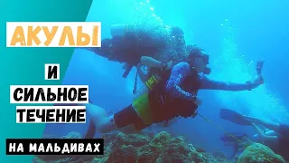 Scuba diving  in Maldives. Dive with sharks in strong current