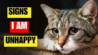 13 unmistakable signs your cat is unhappy | Never ignore them