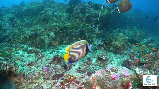 Diving in Maafushi Maldievs in Gureidhoo Corner with Eco Dive Club, Maafushi