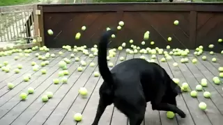 Dog's dream comes true!