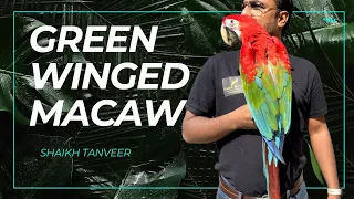 Green Winged Macaw only @Shaikh.tanveer | #macaw #shaikhtanveer