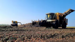 Уборка сахарной свёклы 2023 в Башкирии. Будни тракториста
