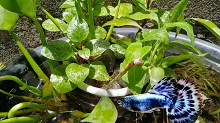 Malabar (Alugbati) And Water (Kangkong) Spinach in mini pond | Guppies and Mollies