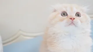 Scottish Fold Longhair Male with Red Smoke