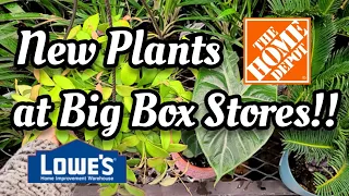 BIG BOX PLANT SHOPPING at Lowe's & Home Depot in Bloomfield, CT 🌿 we found Hoya, Alocasia + more!! 💕