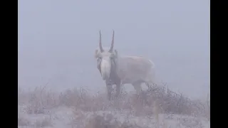 Kurmangazy - Aqsaq kiik (Құрманғазы - Ақсақ киік) #Kazakhstan #centralasia