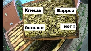 Куда пропал клещ Варроа ?