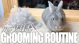 My Rabbit's Grooming Routine