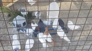 Готую олів'є для голубів)) Огляд та розмови про будапештських голубів