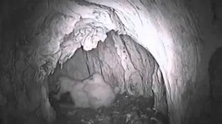 Barn Owl Tries to Eat Sibling