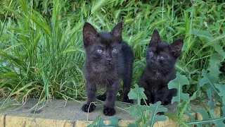 Two Black Kittens are so Cute you will want to bite them.