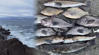 Jetty Fishing in WA - When, Where and How | Rockfish, Lingcod, Greenling, Perch in Washington State