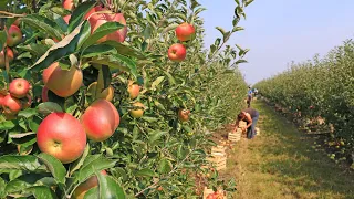 Apple farm in Canada | Apple picking at Apple Orchard farm