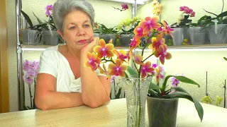 Flowers Orchids in a CRYSTAL VASE ... Why is the BRONZE BUDDHA orchid dying? The fate of the Orchid