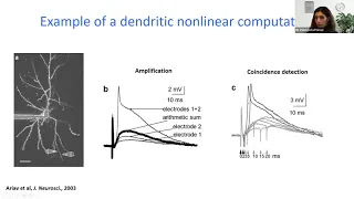 Dr. Panayiota Poirazi: "Learning with dendrites in biological and artificial networks”