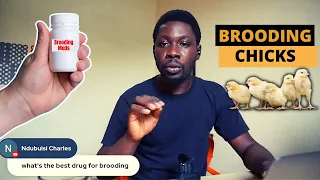 What's the Best Drug for Chicks Brooding (School of Poultry)