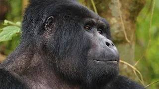 Wild Africa - Gorillas