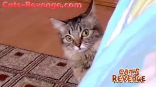 Cat looking for mouse | Cats-Revenge.com