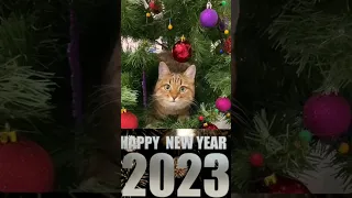 Приколы 2022 / Поздровляю с новым годом / Happy New Year / Funny video