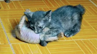 Two baby kittens attacks an orphan kitten