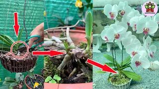 Just One Slice of Scissors Duplicates the Orchid, Flowers Bloom Forever