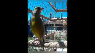 Пение лесной канарейки, звуки природы.(Carduelis chloris) Успокаивающий и чудесный голос природы.