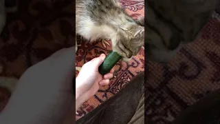 Cat eating cucumber 🥒  Кошка есть огурец  #cateating #cat #cats #кошки