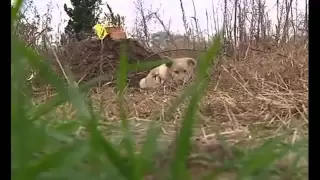 China Grieving Dog Guards the Grave Of Its Dead Owner