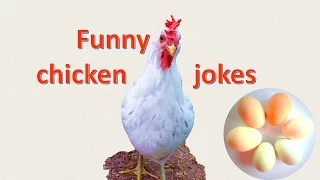 funny chicken jokes