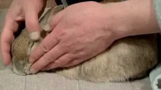 VIPなおもてなし、止めると激怒!!　（チャップ・ダンダンウー）　　have a massage rabbit