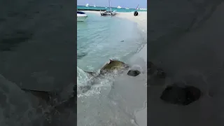 It's called wildlife for a reason | shark vs baby stingray #shark #attack