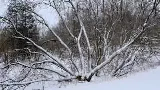 After A Snow Storm - Canadian Winter