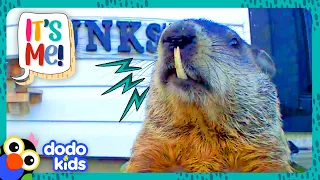 OH NO! This Groundhog’s Teeth Won't Stop GROWING! | Dodo Kids | It's Me!