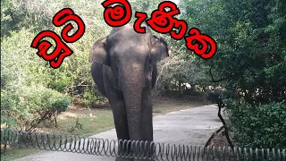 උදේ පාන්දර අපිව බලන්න එන කෙනා🐘🐘🐘 #wildsrilanka