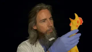 The Rubber Chicken Treatment | ASMR