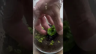 Make A Closed Terrarium You Can Be Proud Of