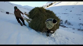 Wildheutransport im Winter