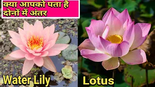 Difference Between Water Lilies and Lotus :: Water Lilies और Lotus में अंतर