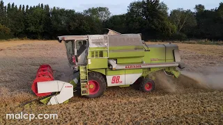 Harvest 2021 - Claas Dominator 98 SL Classic cutting wheat in Suffolk