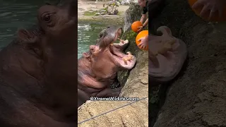 Hungry Hippos Enjoy Pumpkin Treats || ViralHog@XtremeWildlifeShorts@Mr.ZeroLevel